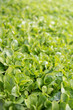 Grüner Salat: Vogerlsalat – Feldsalat – Rapunzel - (Valerianella locusta), Nüsslisalat, Ackersalat, Mausohrsalat, Rapunzelsalat, Sonnewirbele, Ackersalat, Wintersalat mit Wassertropfen