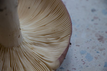 Close Up Of Russula Mushroom 