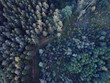 wald forest tree drone above winter sumer sport wallpaper