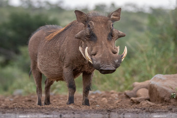 common warthog in the wild