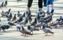 Flock Of Pigeons Flying Over The Street