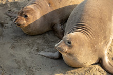 Young Elephant Seals Recline On The Beach Along California's Central Coast