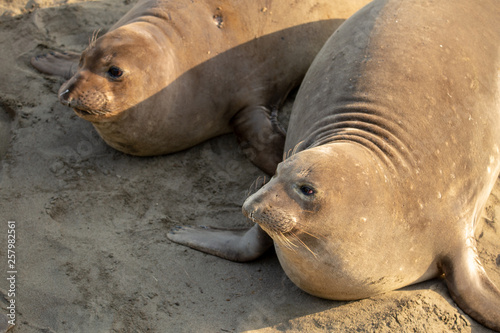 Cuadros en Lienzo Young elephant seals recline on the beach along California's central coast
