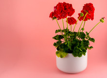 Isolated Red Geraniums In A White Pot