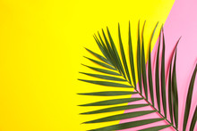 Beautiful Tropical Palm Leaf On Color Background, Space For Text