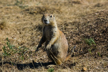 USA, Wyoming, Portrait Of A Wyoming Ground Squirrel