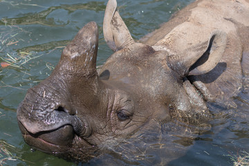 rhinoceros in the water [Tama Zoological Park]