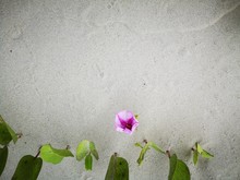 Closeup And Macro Shot On Sandy Beach With The Blooming Morning Glory Flower During The Low Tide.