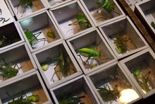 Crickets (Gryllidae Sp.) In Small Boxes, Animal Market In South Xizang Road, Laoximen District, Shanghai, China, Asia
