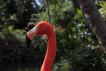 Pink Flamingo Wildlife Portrait Image - Beautiful Tropical Bird with Bright Feathers, isolated side portrait view showing incredible feather detail. Wading bird in the Phoenicopteridae family.