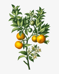 Orange tree branch