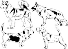 Vector Drawings Sketches Pedigree Dogs In The Racks Drawn In Ink By Hand , Objects With No Background