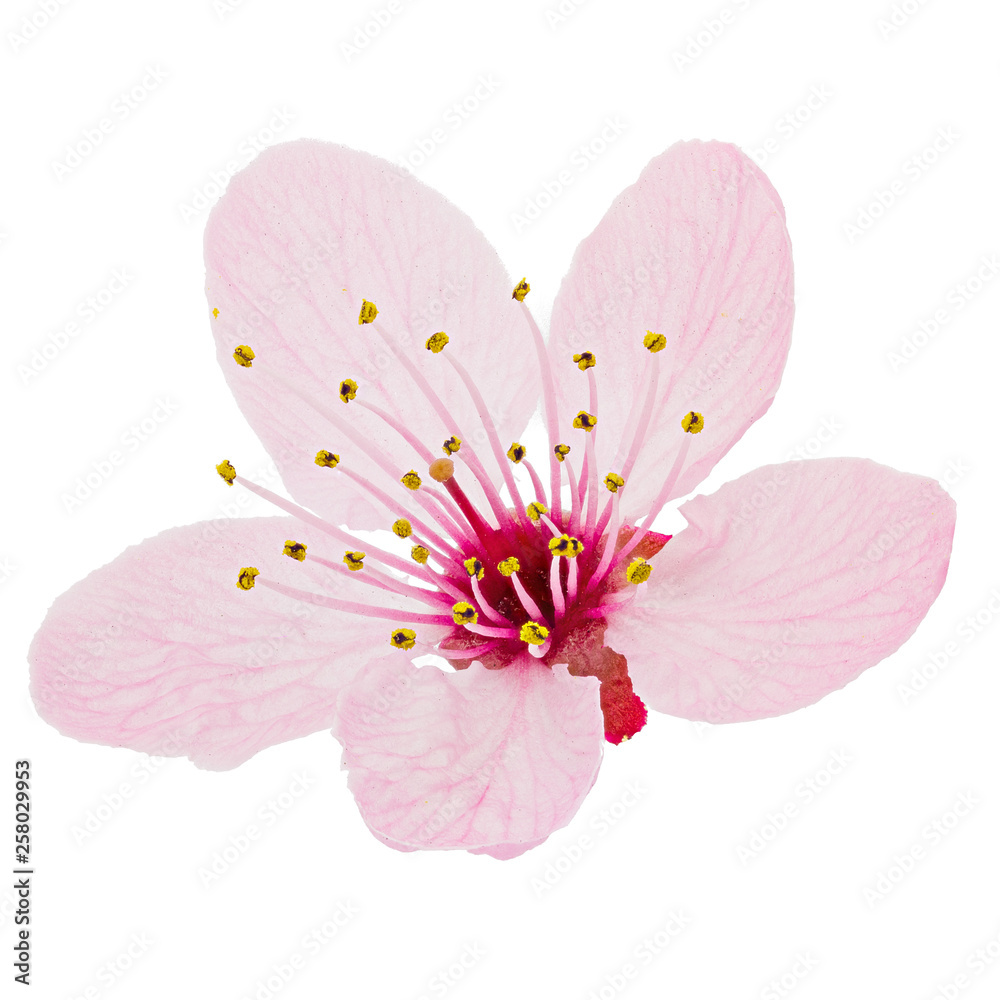 Cherry blossom, sakura flowers isolated on white background Stock Photo ...