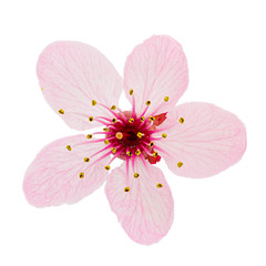 Wall Mural - Cherry blossom, sakura flowers isolated on white background