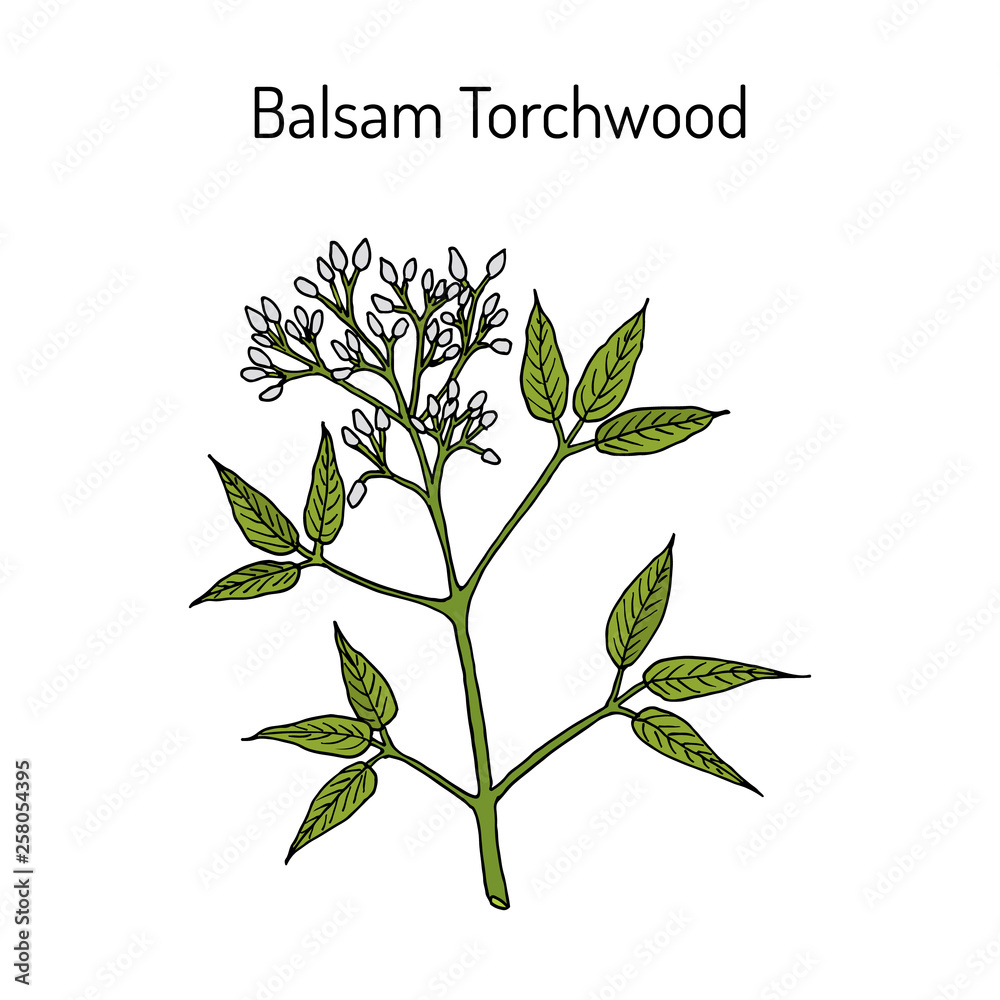 Balsam Torchwood amyris balsamifera , medicinal plant - obrazy, fototapety, plakaty 