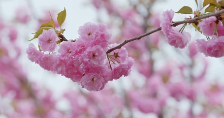 Canvas Print - Sakura cherry flower in pink