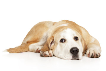 Wall Mural - Sad Central Asian Shepherd puppy