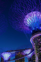 Wall Mural - Singapore, Gardens by the Bay, HDR image