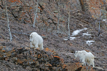 Two Mountain Goats Climbing Yukon Slopes
