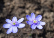 close up two blooming blue liverwort or kidneywort flower Anemone hepatica or Hepatica nobilis on dirt background, selective focus, spring floral backdrop