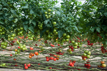 Wall Mural - Growing tomatoes in a greenhouse