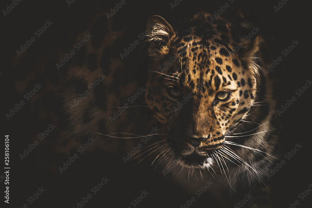 leopard - obrazy, fototapety, plakaty 