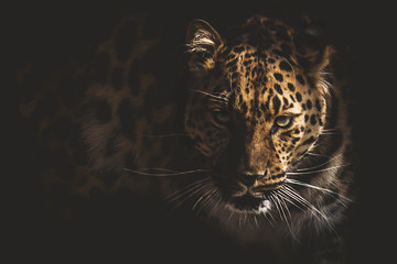 leopard