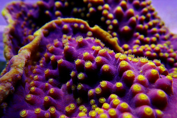 Wall Mural - Underwater macro shot on yellow polyps from purple Turbinaria coral