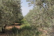 olives trees grove