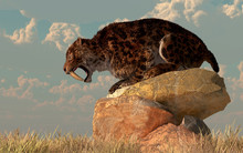 A Saber-toothed Cat Stands Atop A Boulder On A Grassy Plain. The Ferocious Prehistoric Predator Bears His Wicked Curved Teeth As He Looks Across The Golden Grass. 3D Rendering