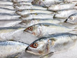 © StockerThings - Small mackerel fish or Pla too in Thai freezing on ice