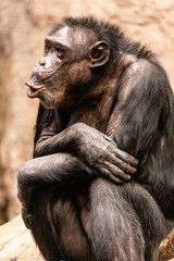  Schimpanse