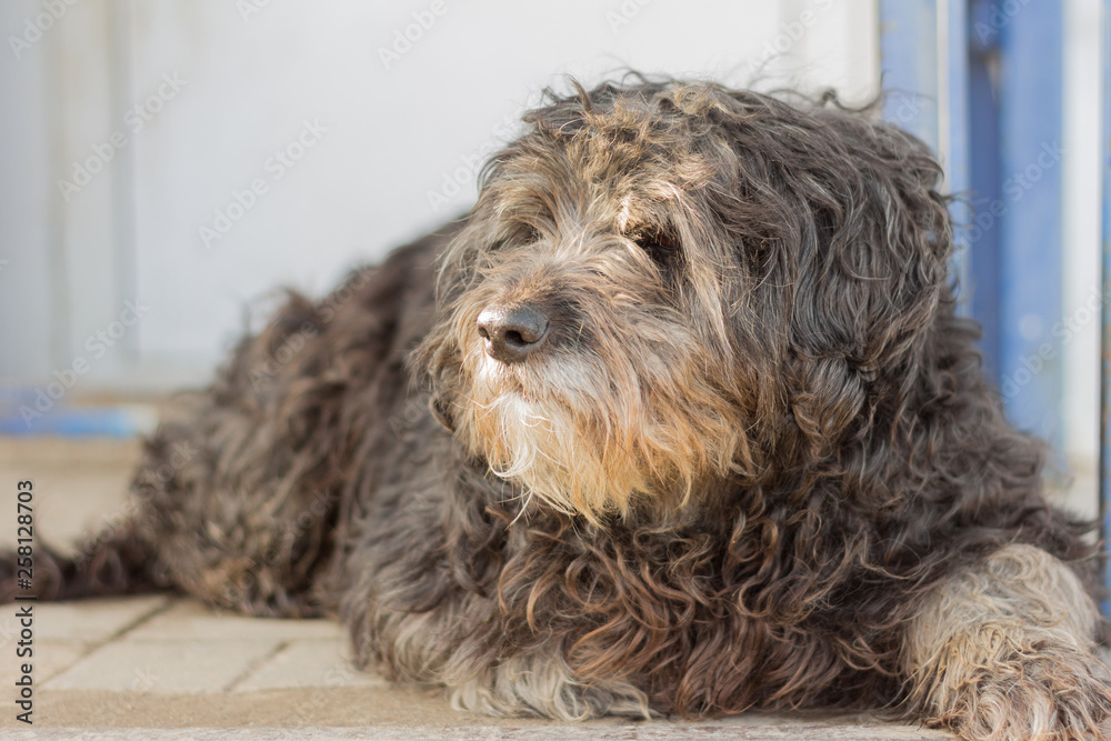 Bir mushuk va boshqa mushuk Tambov viloyati, Staroyuryevo qishlogining fohishalari