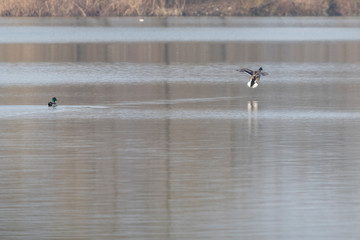 Poster - Flying duck above the lake surface.