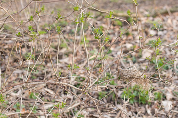 Canvas Print - Abandoned nest on a bush branch.