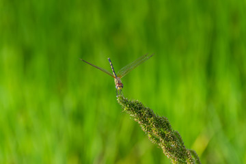 Dragonfly in nature background