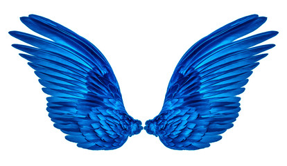 blue wings of bird on white background