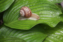Snail On Green Nature Leaf..