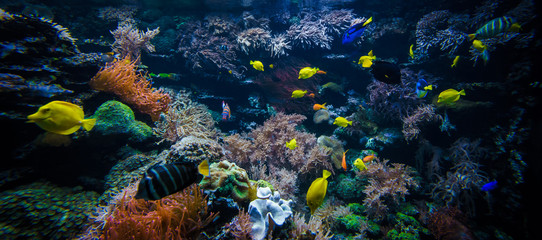 Wall Mural - underwater coral reef landscape  with colorful fish