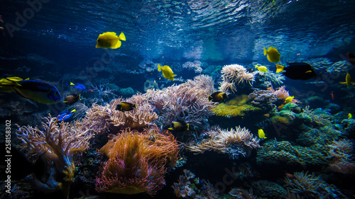 Fotomural underwater coral reef landscape with colorful fish