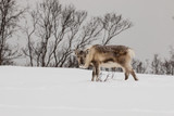 Fototapeta  - reindeer