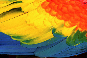 Wall Mural - Close up of Scarlet Macaw macaw bird's feathers, exotic nature background and texture.