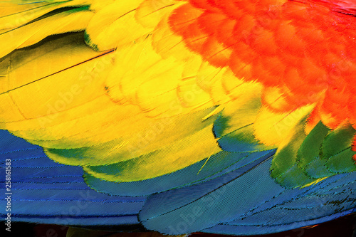 Close up of Scarlet Macaw macaw bird's feathers, exotic nature background and...