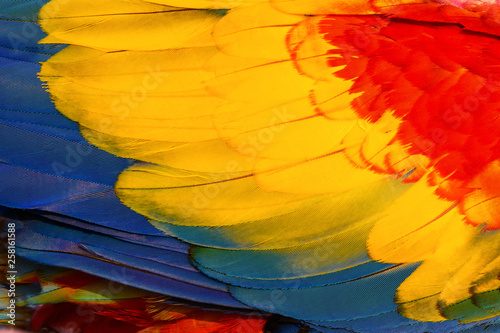 Close up of Scarlet Macaw macaw bird's feathers, exotic nature background and...