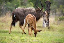 Nyala,Tragelaphus Angasii, Mâle Et Femelle, Parc National Kruger, Afrique Du Sud