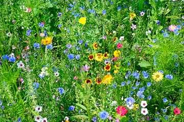 Wall Mural - Multicolored wildflowers closeup.