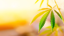 Concept Breeding Of Marijuana, Cannabis, Legalization, Herbal Alternative Medicine, CBD Oil. Cannabis Plant Grown Commercially For Hemp Production