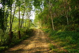 Fototapeta Dziecięca - Dirt road lined in green forest