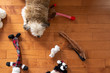Tired puppy laying on hardwood floor with toys