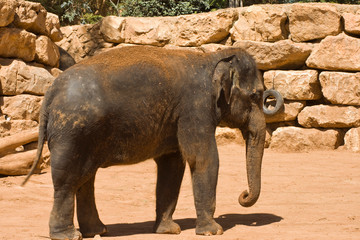 African Elephants in South Africa, Elephants of South Africa